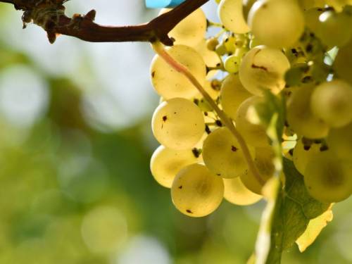 izdvojeno zašto volimo grašac vinski magazin vino fino