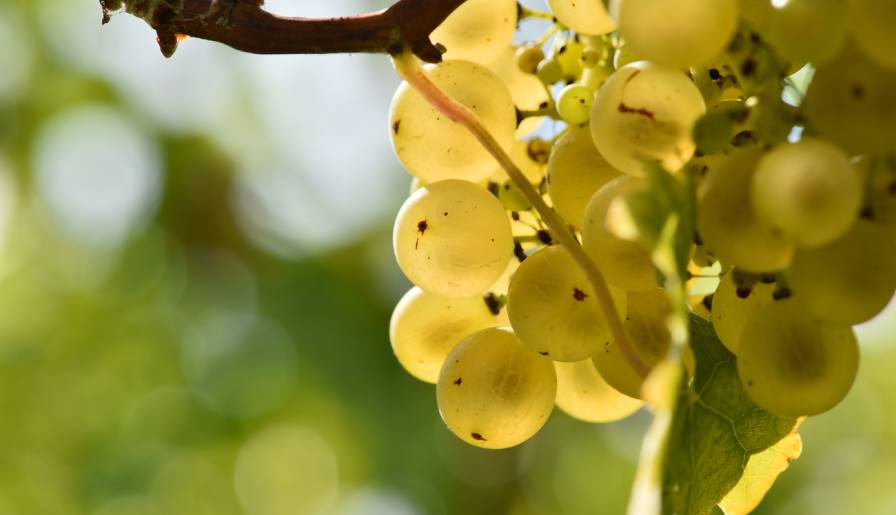 izdvojeno zašto volimo grašac vinski magazin vino fino