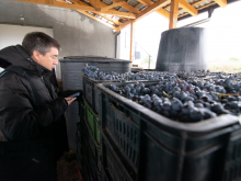 novost prokupac je ponovo osvojio vinsku srbiju vinski magazin vino fino