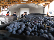 novost prokupac je ponovo osvojio vinsku srbiju vinski magazin vino fino