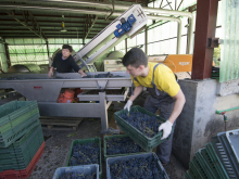 novost rame uz rame sa svetskim regionima vinski magazin vino fino