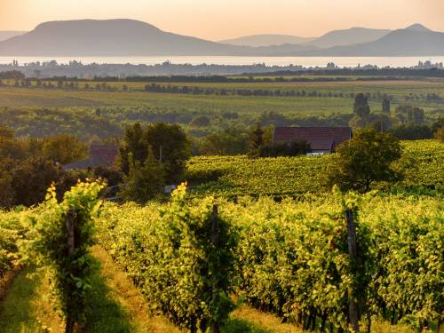 novost 300 najboljih grašaca stižu na jezero balaton vinski magazin vino fino