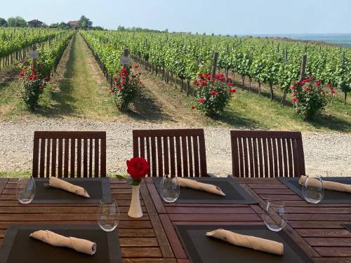 novost atelje vina Šapat ima novi vrhunski tim vinski magazin vino fino