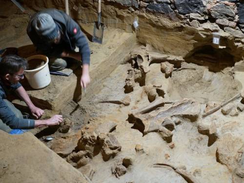 novost austrijski vinar pronašao kosti mamuta u podrumu vinski magazin vino fino