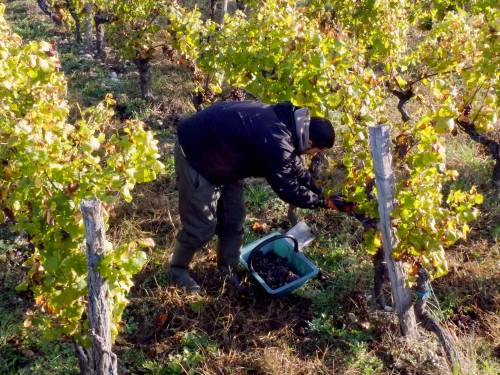 novost bordo 2021 - složena godina u velikom teroaru vinski magazin vino fino