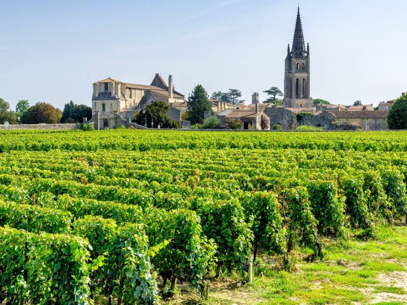 novost bordo 2022 Žega i suša vinski magazin vino fino