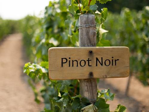 novost burgundija za dve decenije ostaje bez pino noara vinski magazin vino fino