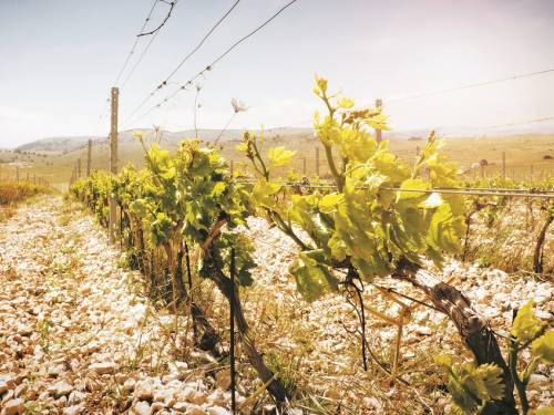 novost dalmatinska vinska romantika vinski magazin vino fino
