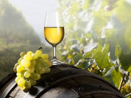novost danas slavimo međunarodni dan šardonea vinski magazin vino fino