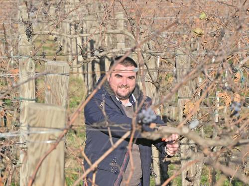 novost dobro vino pravi se u vinogradu vinski magazin vino fino