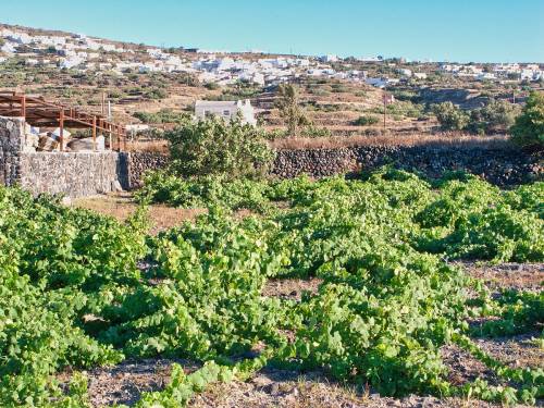 novost džensis robinson lansirala katalog starih loza vinski magazin vino fino