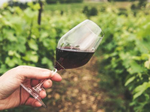 novost en primeur 2020 četvrti deo dominacija desne obale vinski magazin vino fino