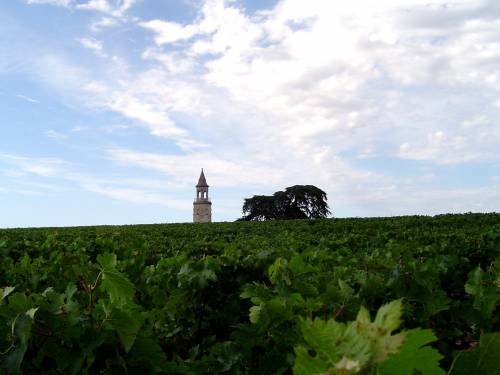 novost en primeur 2020 treĆi deo vina leve obale vinski magazin vino fino