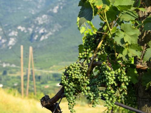 novost forbes je predstavio vina severne makedonije vinski magazin vino fino