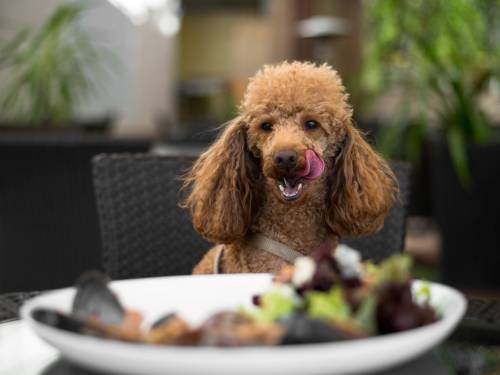 novost gastro pregled budite pet friendly do kraja vinski magazin vino fino