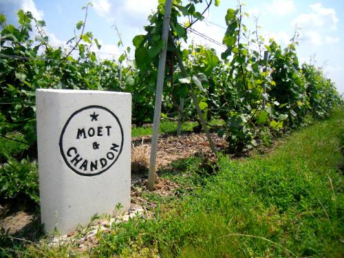 novost gigant iz Šampanje od ove godine bez herbicida vinski magazin vino fino