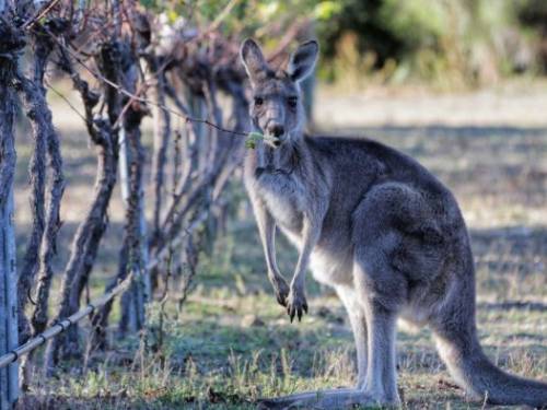 novost gladni kenguri uništili vinograd u australiji vinski magazin vino fino