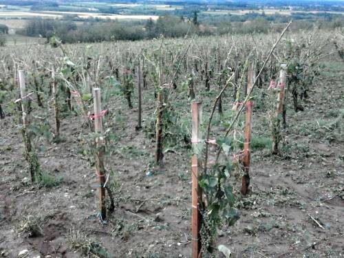 novost grad naneo ogromnu štetu šumadijskim vinogradima vinski magazin vino fino