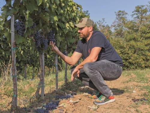 novost iot tehnologija - velika pomoć vinarima vinski magazin vino fino