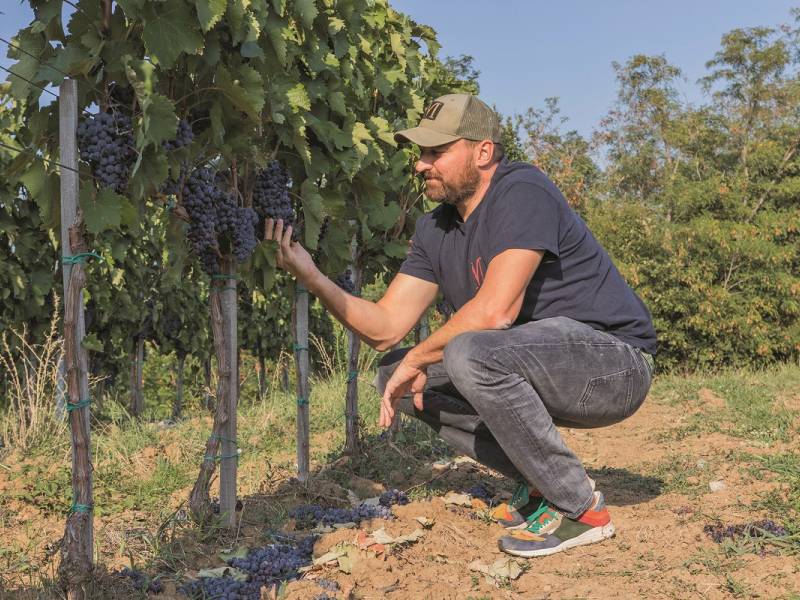 novost iot tehnologija - velika pomoć vinarima vinski magazin vino fino