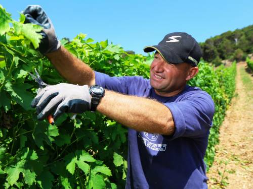 novost italijanski vinar uči robijaše da prave vino vinski magazin vino fino