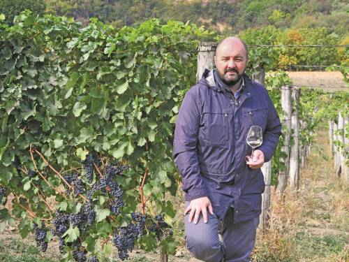 novost kaberne fran je fantastiČna sorta vinski magazin vino fino