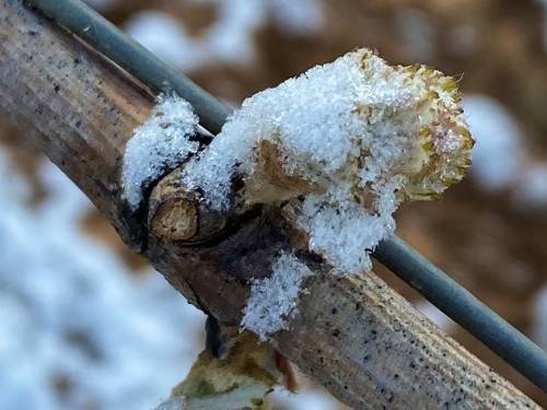 novost klimatske promene donose teške dane za vinogradare vinski magazin vino fino