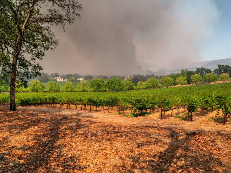 novost može li se vino spasiti posle požara vinski magazin vino fino