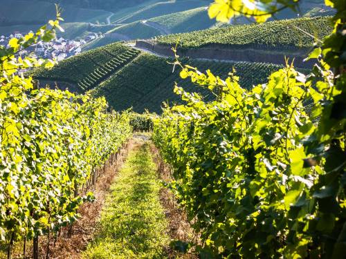 novost napravljena skala od 100 poena za ocenu teroara vinski magazin vino fino