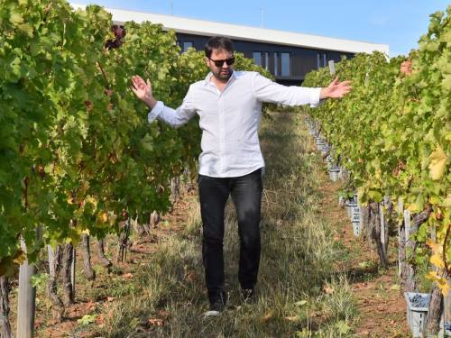 novost nebojša aleksić i dalje osluškujemo prirodu vinski magazin vino fino