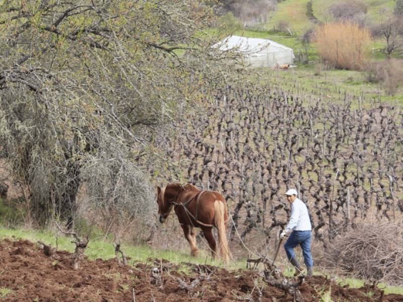 novost novi život drevnih loza vinski magazin vino fino