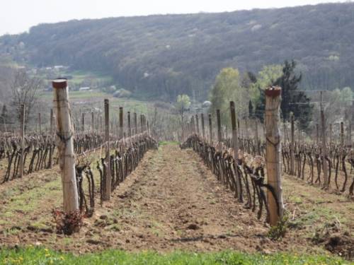 novost novinari i somelijeri posetili vinariju in vinski magazin vino fino