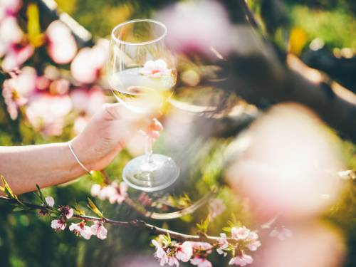 novost odlična srpska vina za koja verovatno niste čuli vinski magazin vino fino