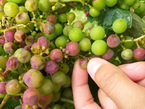novost plesan napada vinograde u bordou vinski magazin vino fino