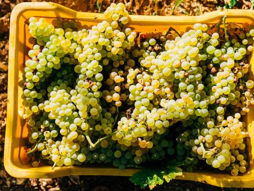 novost počela je najranija berba u istoriji bordoa vinski magazin vino fino