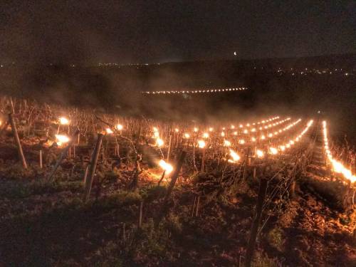 novost pozni mraz ponovo ugroŽava vinograde vinski magazin vino fino