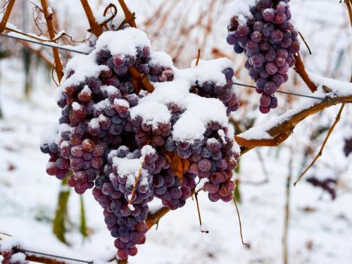 novost prvi put u istoriji bez ledene berbe u nemačkoj vinski magazin vino fino