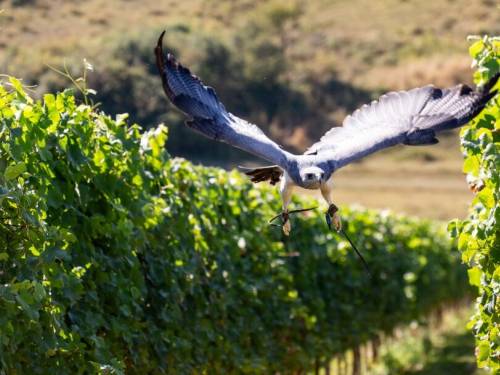 novost ptice grabljivice čuvaju vinograde u engleskoj vinski magazin vino fino