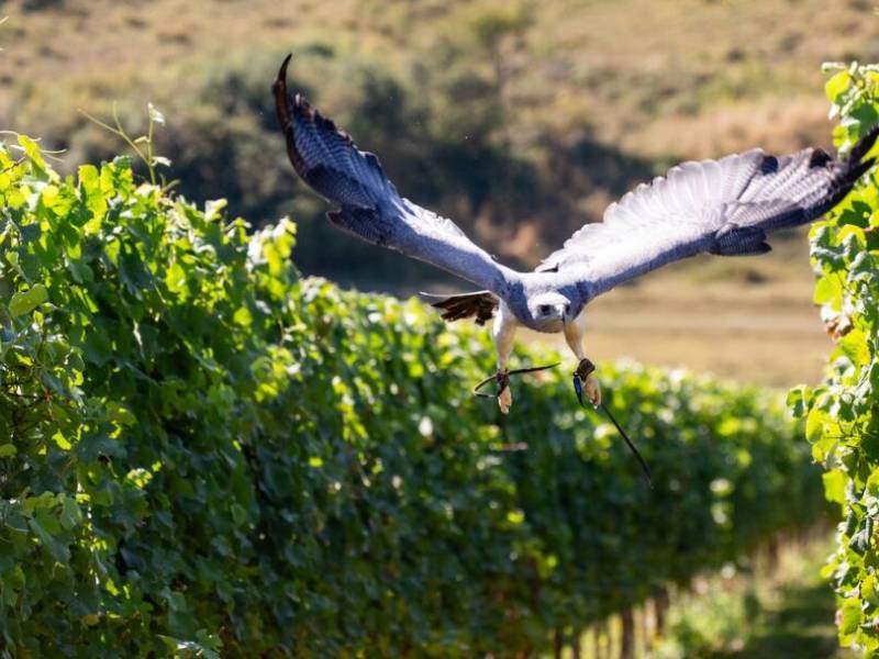 novost ptice grabljivice čuvaju vinograde u engleskoj vinski magazin vino fino