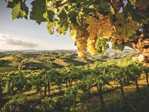 novost rebula moćna vladarka goriških brda vinski magazin vino fino
