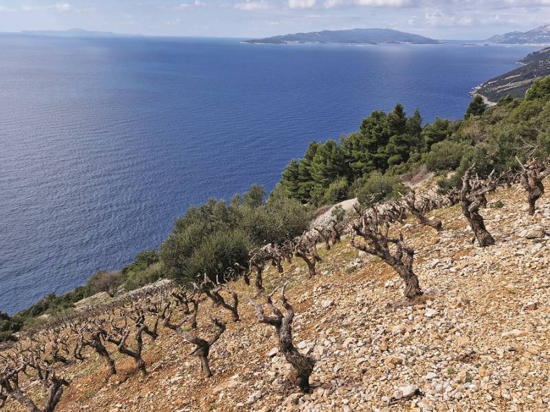 novost sa okusom mora vinski magazin vino fino