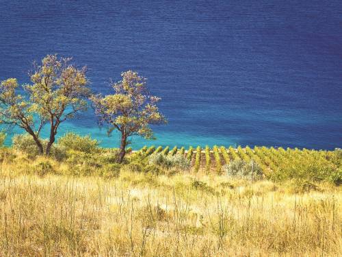 novost sa okusom soli vinski magazin vino fino