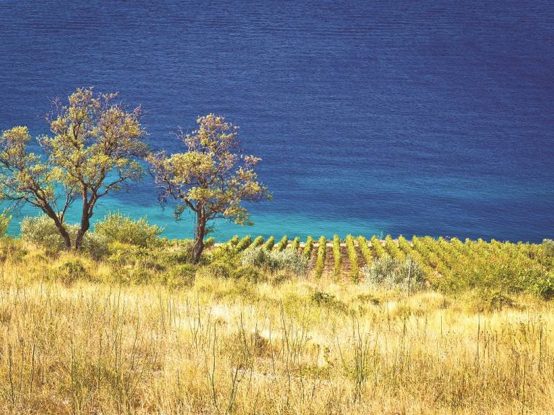 novost sa okusom soli vinski magazin vino fino