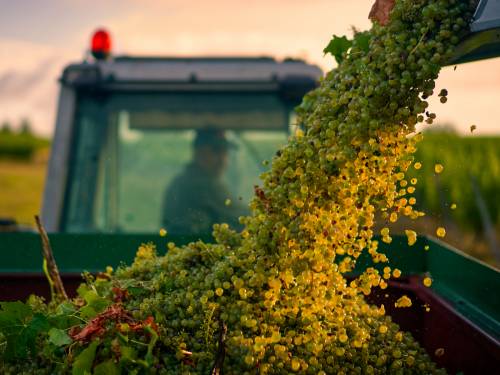 novost semijon - junak najboljeg vinskog snimka na svetu vinski magazin vino fino