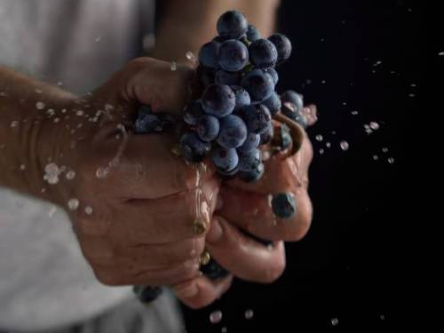 novost srećan vam dan prokupca vinski magazin vino fino