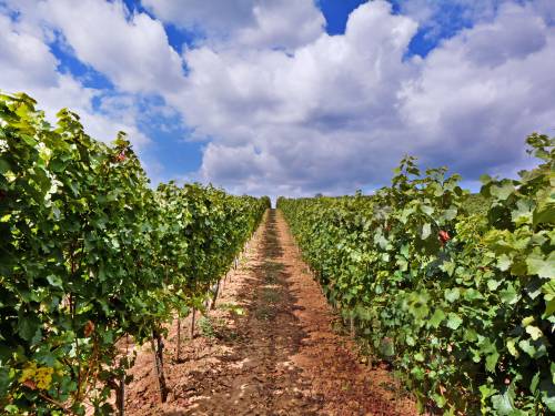 novost sremska vina dobila su sopstvenu apelaciju vinski magazin vino fino