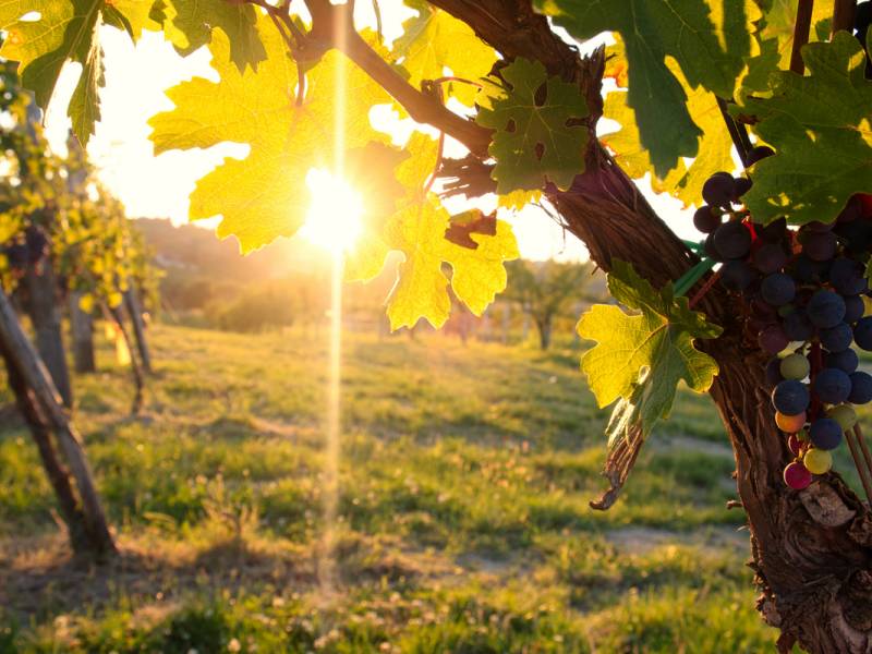 novost srpski vinari u borbi sa klimatskim promenama vinski magazin vino fino