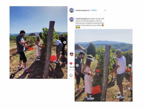 novost Šta to novak radi u vinogradu vinski magazin vino fino