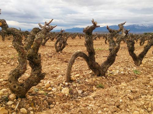 novost stare sorte su najbolji lek za klimatske promene vinski magazin vino fino