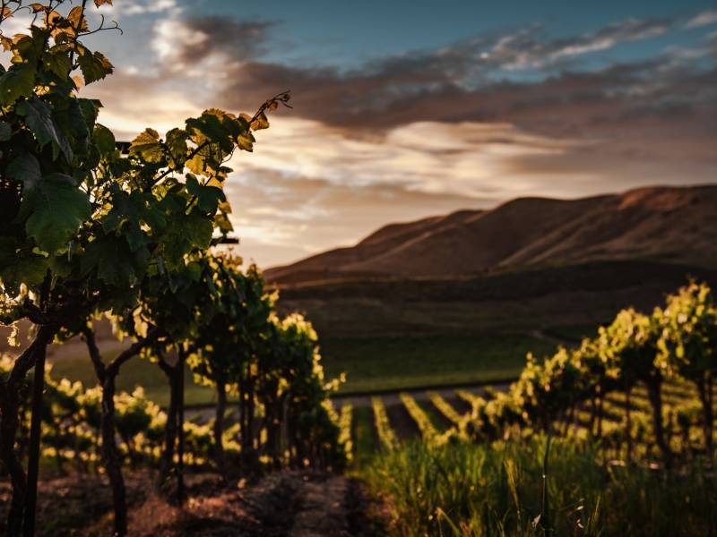 novost teroar nije samo mit vinski magazin vino fino